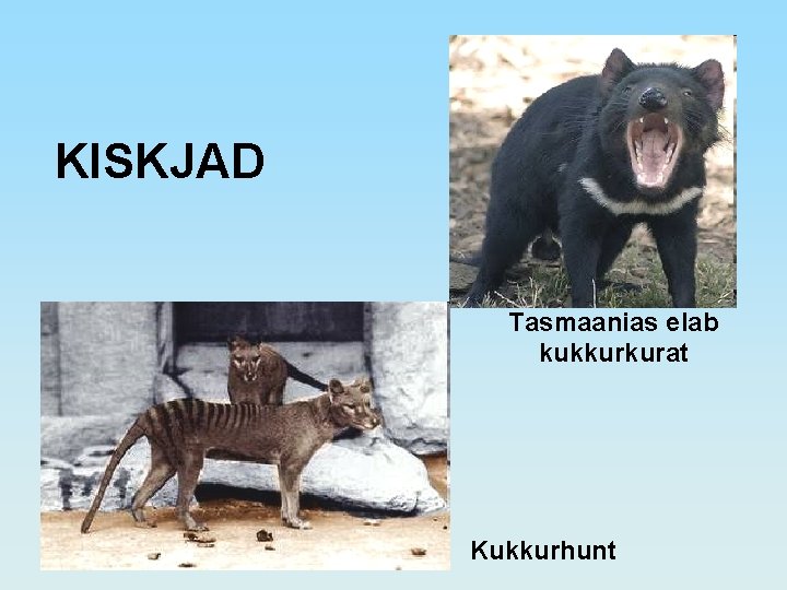 KISKJAD Tasmaanias elab kukkurkurat Kukkurhunt 