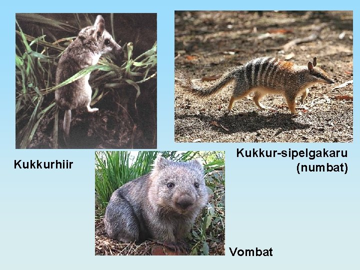 Kukkurhiir Kukkur-sipelgakaru (numbat) Vombat 