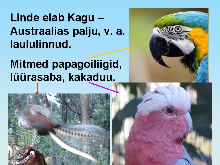 Linde elab Kagu – Austraalias palju, v. a. laululinnud. Mitmed papagoiliigid, lüürasaba, kakaduu. 