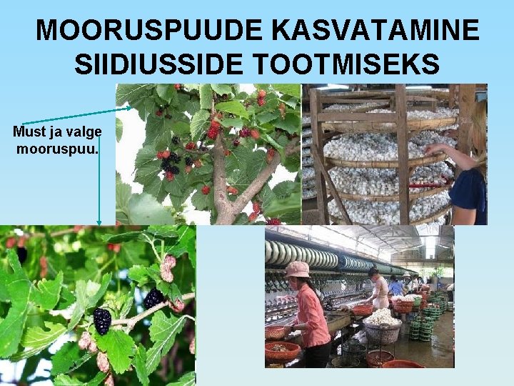 MOORUSPUUDE KASVATAMINE SIIDIUSSIDE TOOTMISEKS Must ja valge mooruspuu. 
