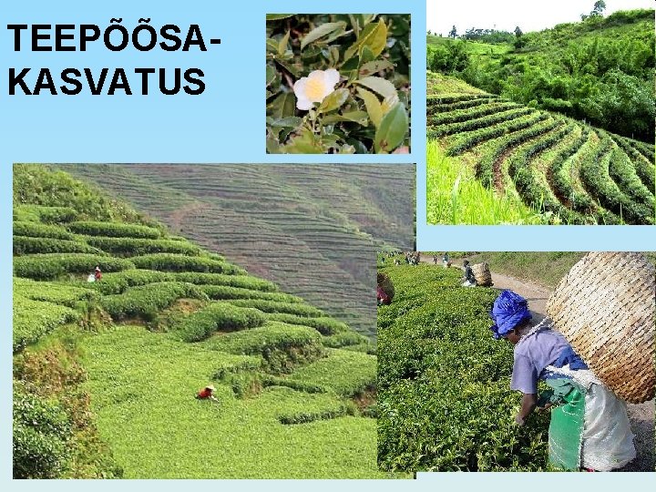 TEEPÕÕSAKASVATUS 