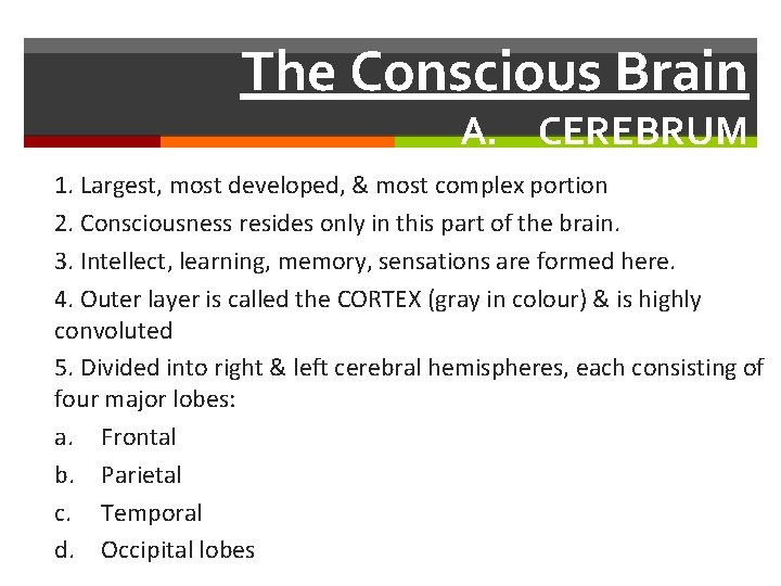 The Conscious Brain A. CEREBRUM 1. Largest, most developed, & most complex portion 2.