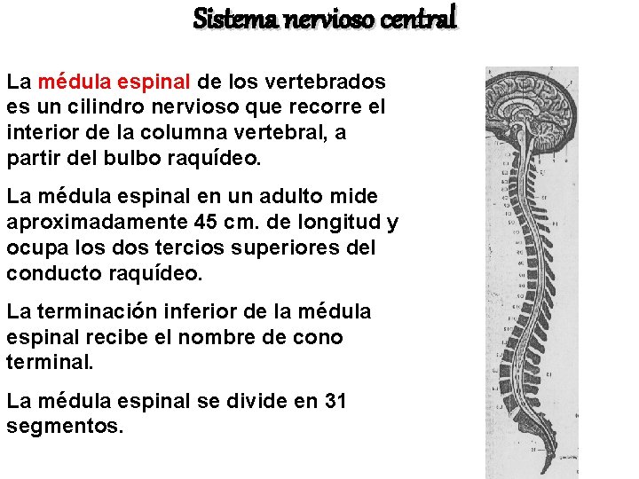 Sistema nervioso central La médula espinal de los vertebrados es un cilindro nervioso que