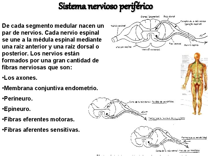 Sistema nervioso periférico De cada segmento medular nacen un par de nervios. Cada nervio