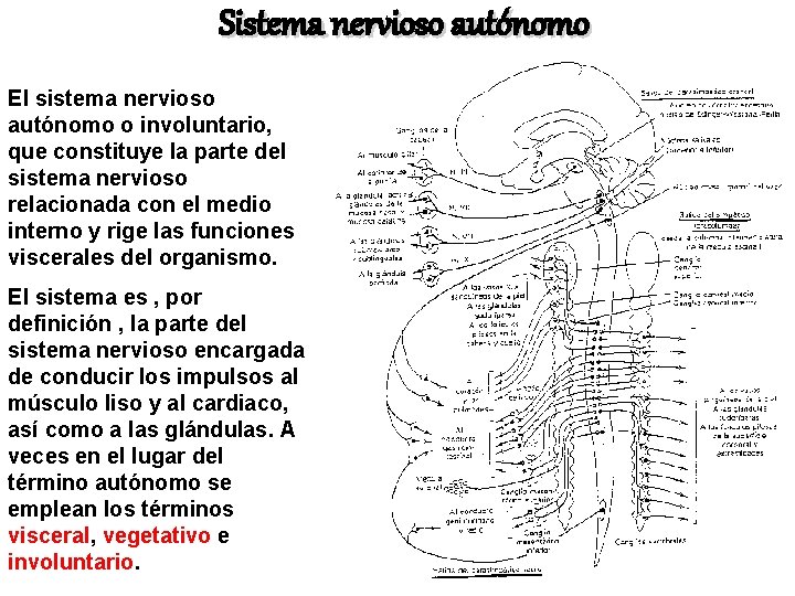 Sistema nervioso autónomo El sistema nervioso autónomo o involuntario, que constituye la parte del