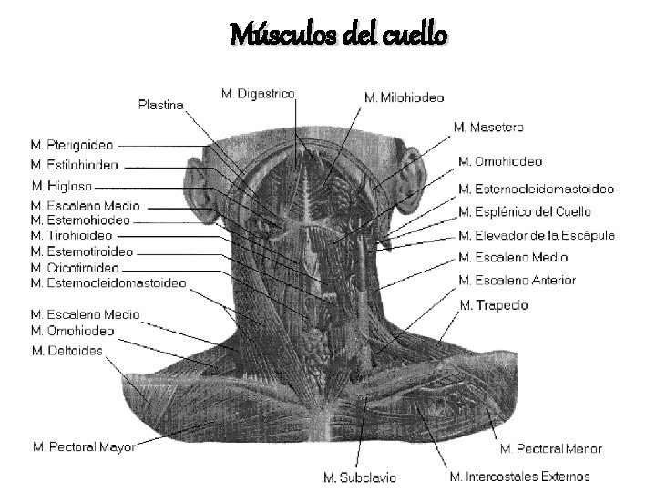 Músculos del cuello 