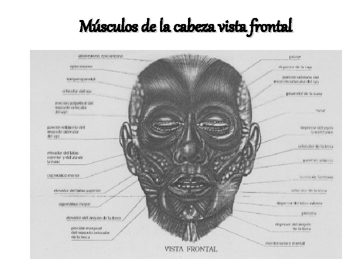 Músculos de la cabeza vista frontal Músculos de la cabeza vista frontal
