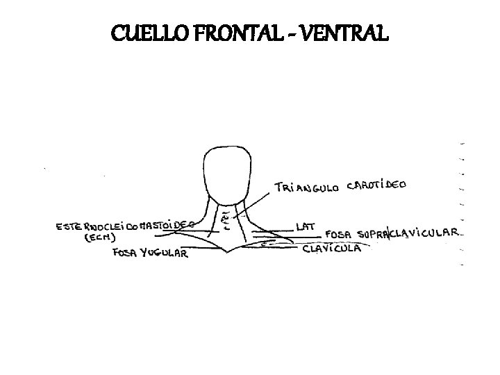 CUELLO FRONTAL - VENTRAL 