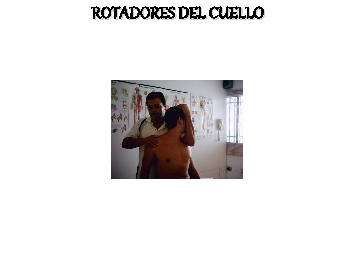 ROTADORES DEL CUELLO 