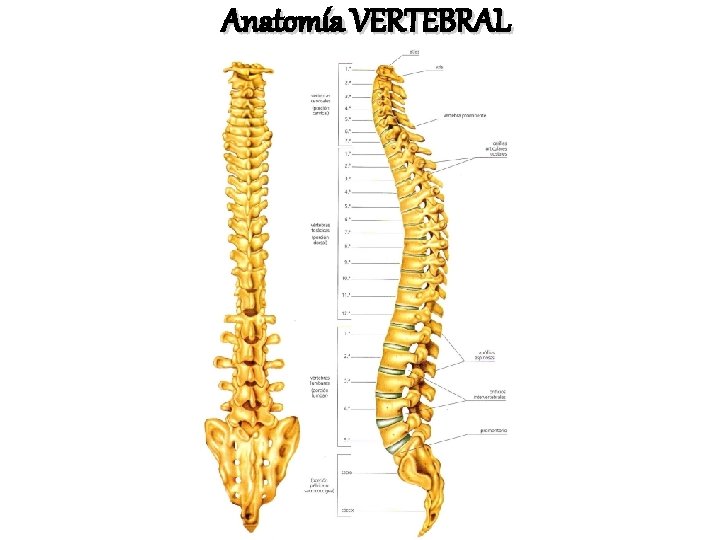 Anatomía VERTEBRAL 