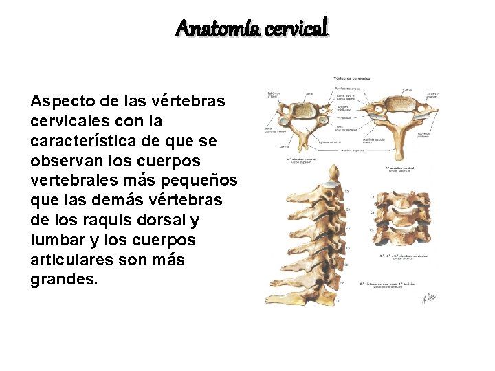 Anatomía cervical Aspecto de las vértebras cervicales con la característica de que se observan