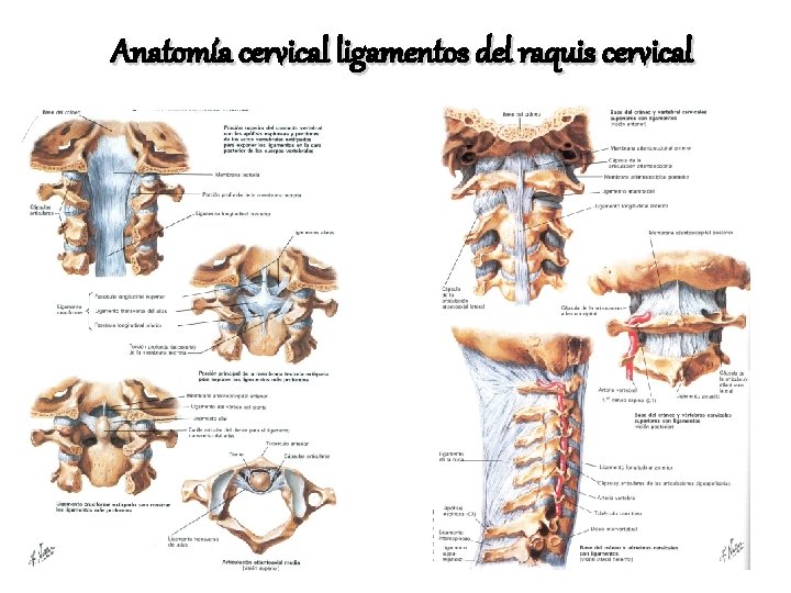 Anatomía cervical ligamentos del raquis cervical 