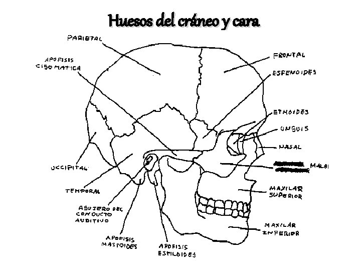 Huesos del cráneo y cara 