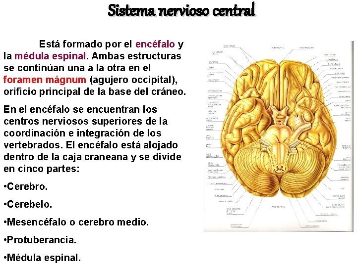 Sistema nervioso central Está formado por el encéfalo y la médula espinal. Ambas estructuras