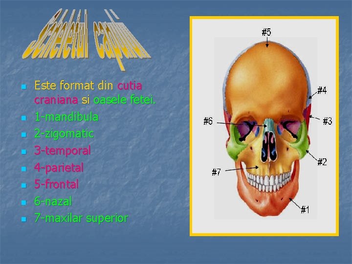 n n n n Este format din cutia craniana si oasele fetei. 1 -mandibula