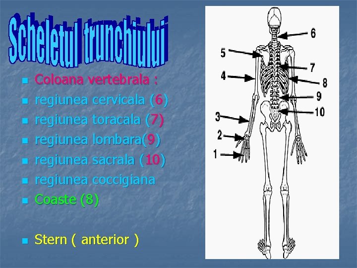 n Coloana vertebrala : regiunea cervicala (6) regiunea toracala (7) regiunea lombara(9) regiunea sacrala