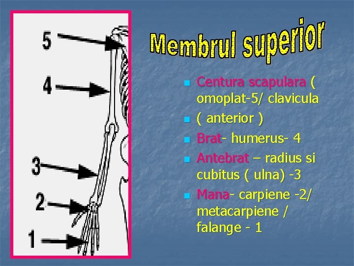 n n n Centura scapulara ( omoplat-5/ clavicula ( anterior ) Brat- humerus- 4