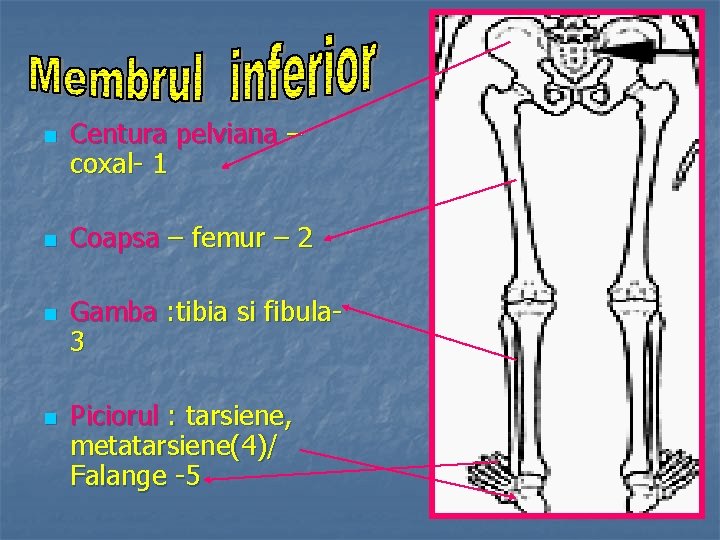 n n Centura pelviana – coxal- 1 Coapsa – femur – 2 Gamba :