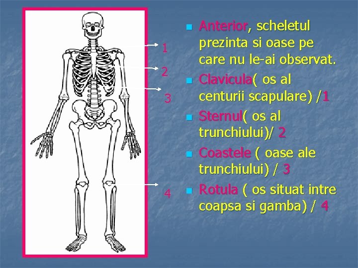 n 1 2 n 3 n n 4 n Anterior, scheletul prezinta si oase