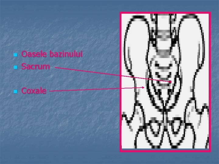 n Oasele bazinului Sacrum n Coxale n 