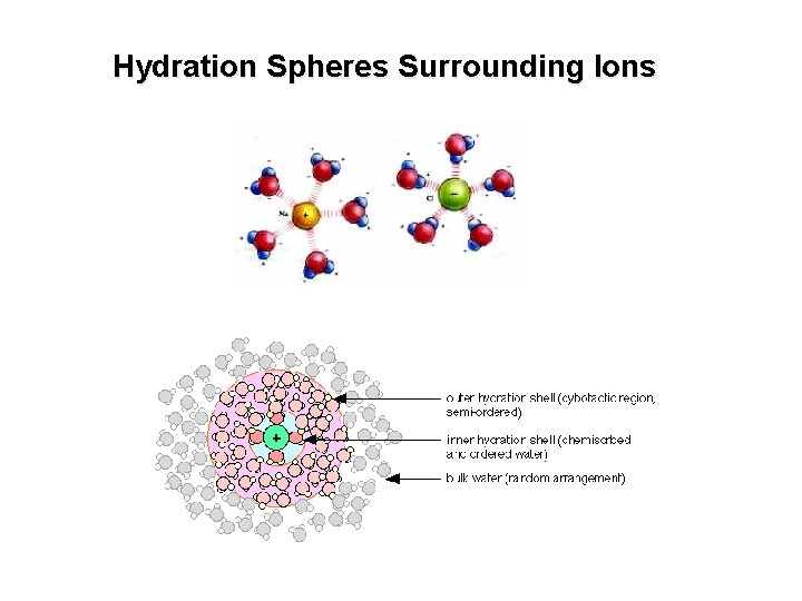 Hydration Spheres Surrounding Ions 