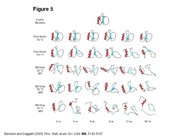 Figure 5 Bennion and Daggett (2003) Proc. Natl. Acad. Sci. USA 100, 5142 -5147.