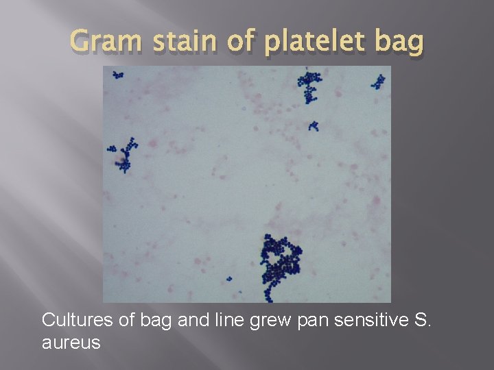 Gram stain of platelet bag Cultures of bag and line grew pan sensitive S.