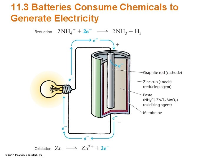 11. 3 Batteries Consume Chemicals to Generate Electricity © 2014 Pearson Education, Inc. 