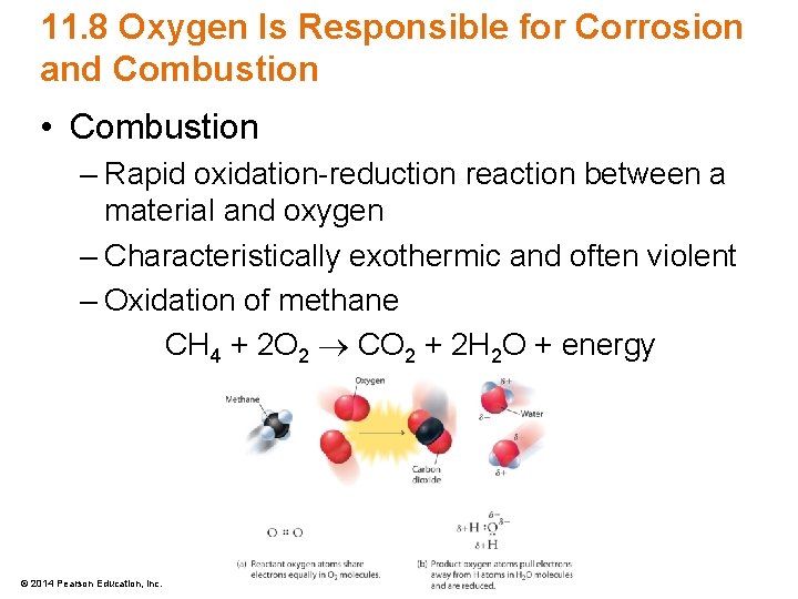 11. 8 Oxygen Is Responsible for Corrosion and Combustion • Combustion – Rapid oxidation-reduction