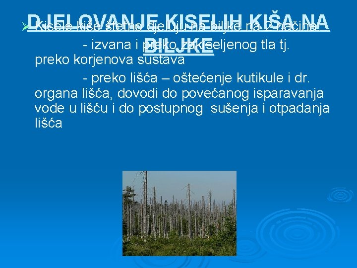 DJELOVANJE KISELIH KIŠA NA Kisele kiše štetno djeluju na biljke na 2 načina: -