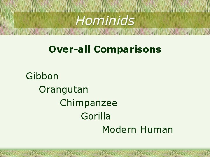 Hominids Over-all Comparisons Gibbon Orangutan Chimpanzee Gorilla Modern Human 