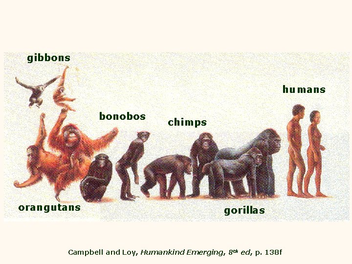 gibbons humans bonobos orangutans chimps gorillas Campbell and Loy, Humankind Emerging, 8 th ed,
