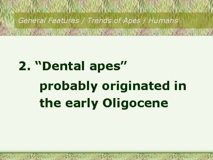 General Features / Trends of Apes / Humans 2. “Dental apes” probably originated in