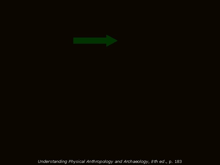 Understanding Physical Anthropology and Archaeology, 8 th ed. , p. 183 