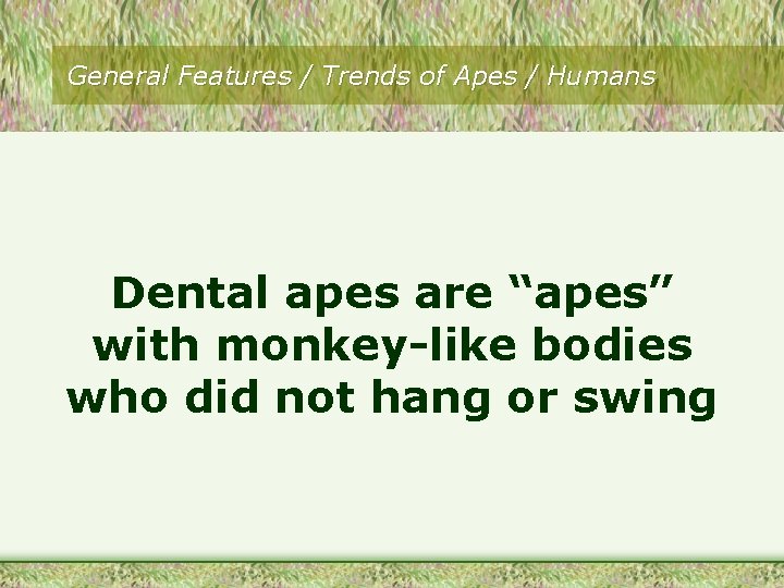General Features / Trends of Apes / Humans Dental apes are “apes” with monkey-like