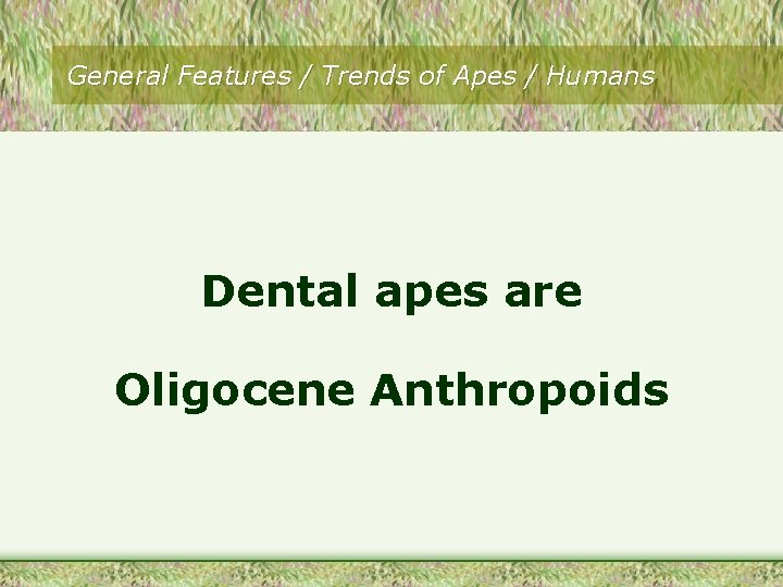 General Features / Trends of Apes / Humans Dental apes are Oligocene Anthropoids 