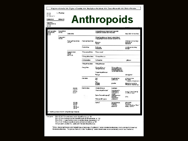 Anthropoids 