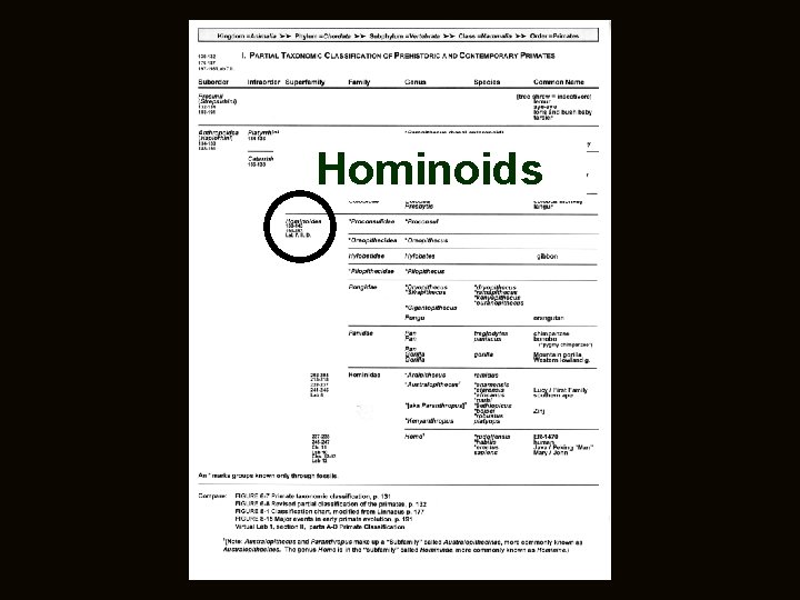 Hominoids 