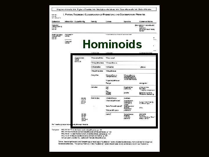 Hominoids 