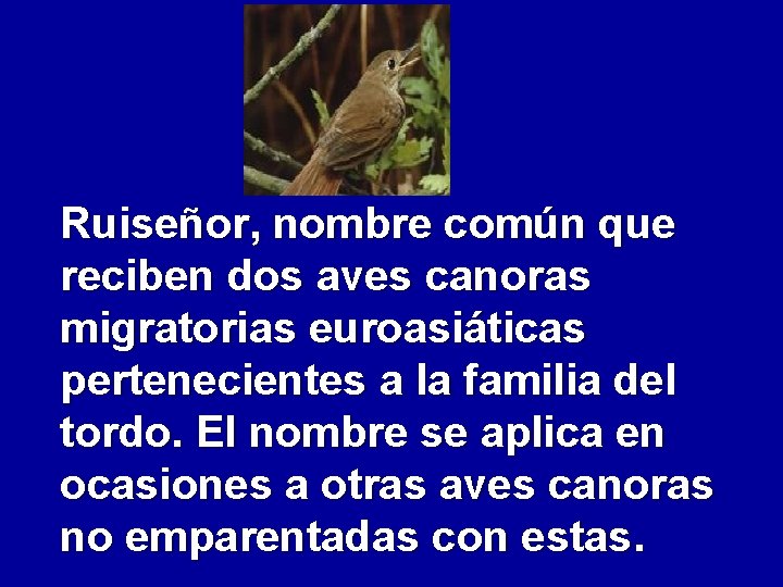 Ruiseñor, nombre común que reciben dos aves canoras migratorias euroasiáticas pertenecientes a la familia