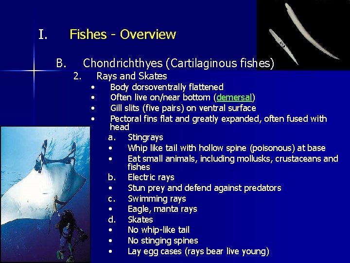 I. Fishes - Overview B. 2. Chondrichthyes (Cartilaginous fishes) • • Rays and Skates