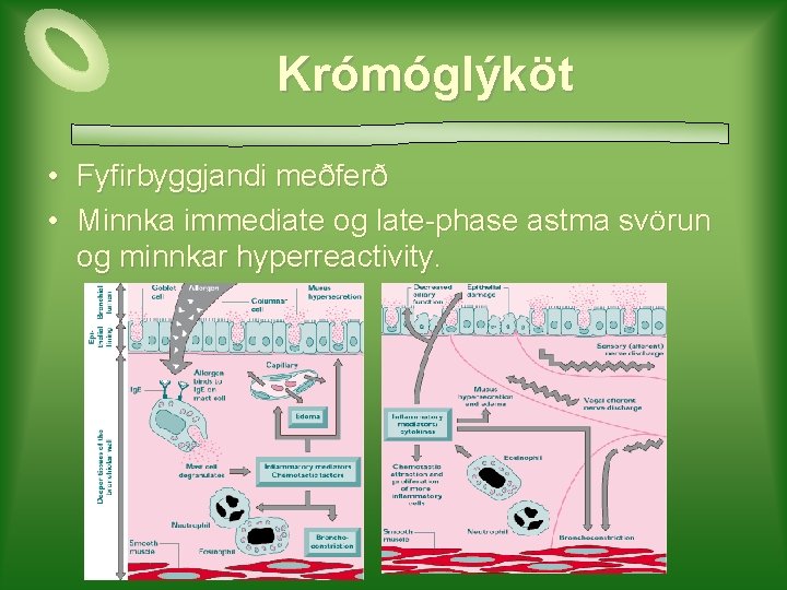 Krómóglýköt • Fyfirbyggjandi meðferð • Minnka immediate og late-phase astma svörun og minnkar hyperreactivity.
