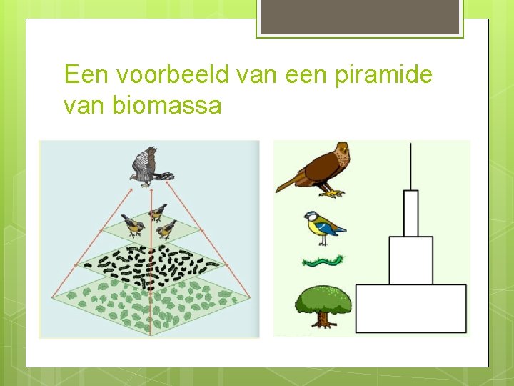 Een voorbeeld van een piramide van biomassa 