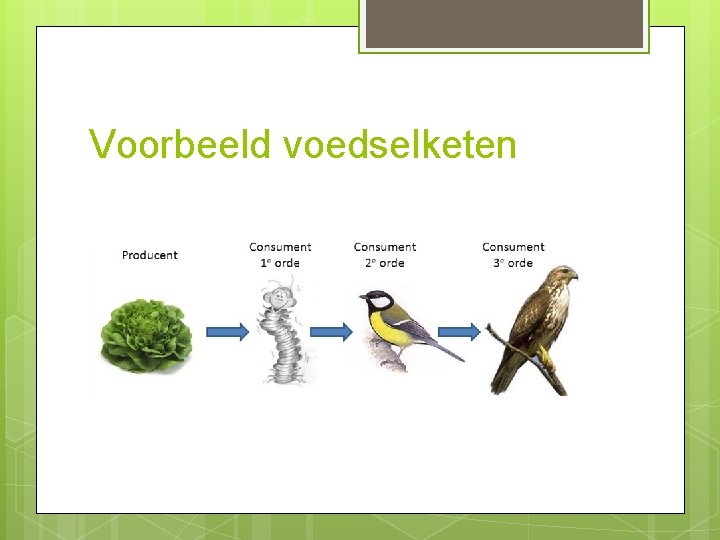 Voorbeeld voedselketen 