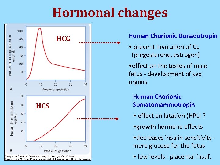 Hormonal changes HCG Human Chorionic Gonadotropin • prevent involution of CL (pregesterone, estrogen) • Hormonal changes HCG Human Chorionic Gonadotropin • prevent involution of CL (pregesterone, estrogen) •