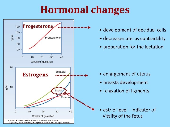 Hormonal changes Progesterone • development of decidual cells • decreases uterus contractility • preparation Hormonal changes Progesterone • development of decidual cells • decreases uterus contractility • preparation