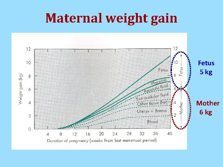 Maternal weight gain Fetus 5 kg Mother 6 kg Maternal weight gain Fetus 5 kg Mother 6 kg