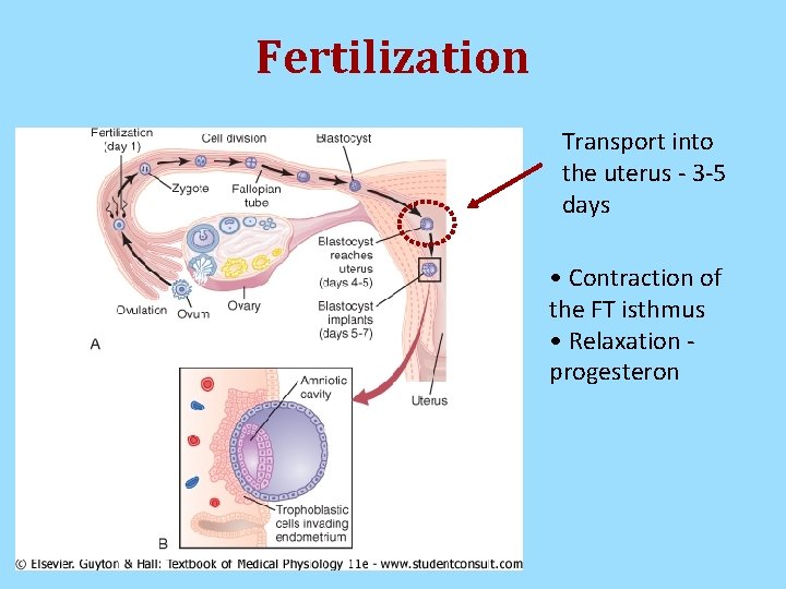 Fertilization Transport into the uterus - 3 -5 days • Contraction of the FT Fertilization Transport into the uterus - 3 -5 days • Contraction of the FT