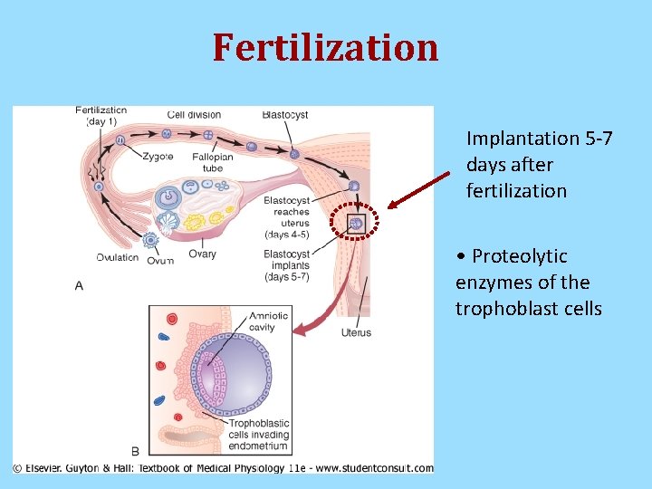Fertilization Implantation 5 -7 days after fertilization • Proteolytic enzymes of the trophoblast cells Fertilization Implantation 5 -7 days after fertilization • Proteolytic enzymes of the trophoblast cells