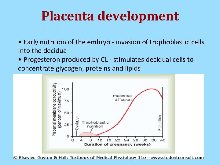 Placenta development • Early nutrition of the embryo - invasion of trophoblastic cells into Placenta development • Early nutrition of the embryo - invasion of trophoblastic cells into